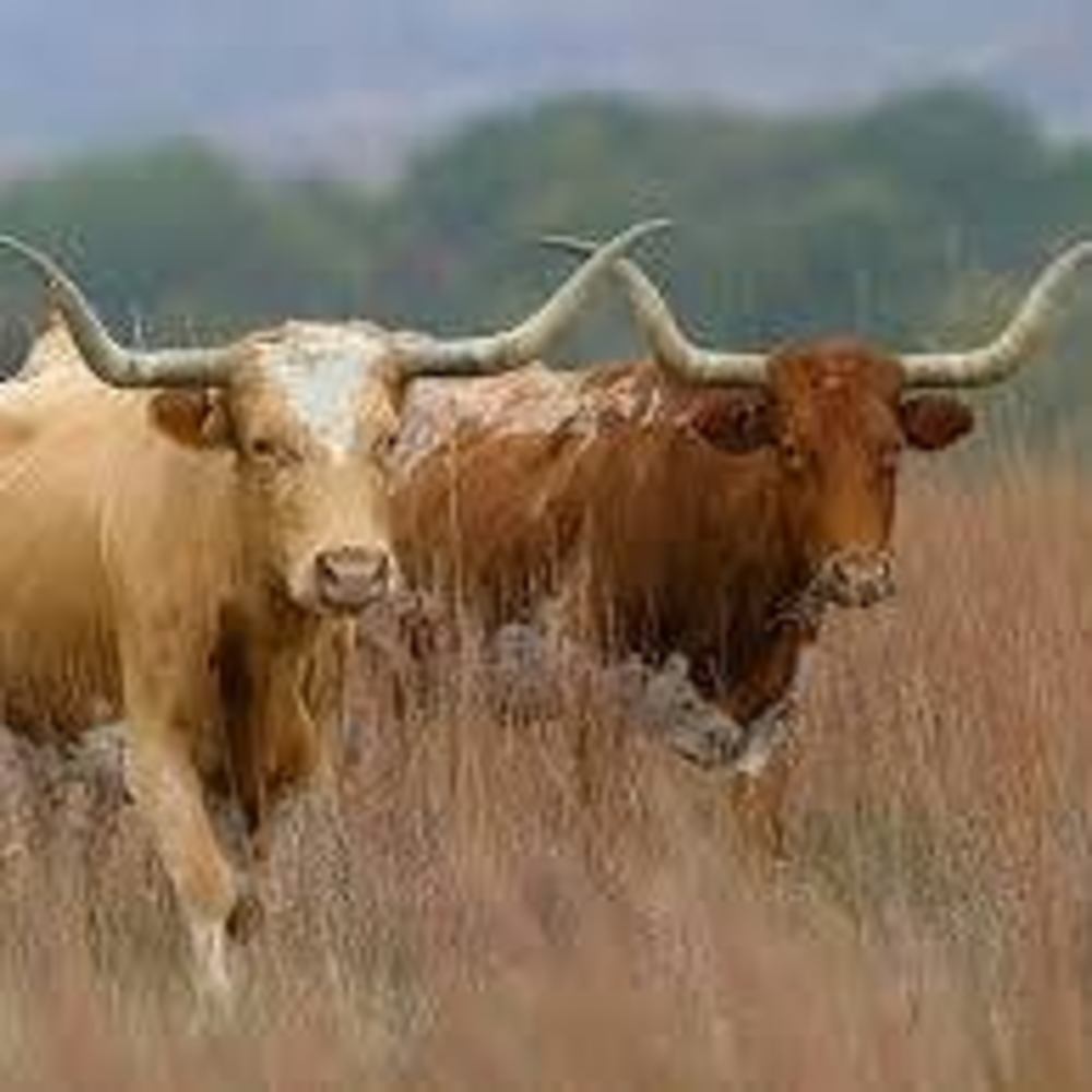 Meet your Posher, Mocha